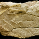 Illustration for article titled Massive Fossilized Pterosaur Colony Most Important Ever Found